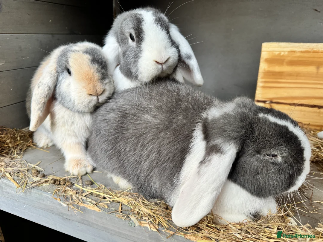Mini Lop rabbits for sale: 4 Mini Lop Female Rabbits - Advert 4
