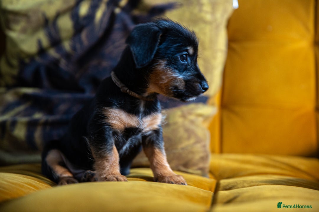 Mixed Breed dogs for sale: Daxijax/Jackshund/Dachshund/Jack - READY TO GO - Advert 13