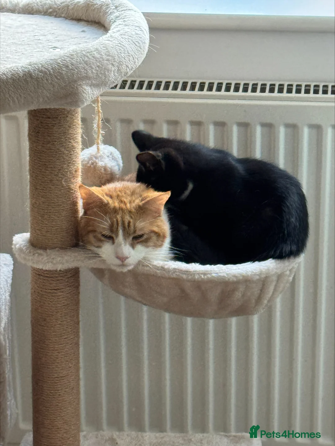 Mixed Breed cats for sale: 2x cats for Sale PLEASE READ DESCRIPTION!!!! - Advert 1