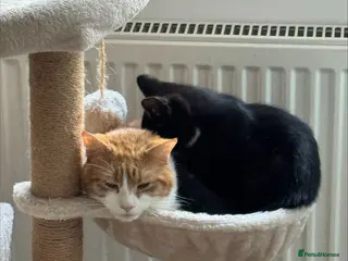 Mixed Breed cats 2x cats for Sale PLEASE READ DESCRIPTION!!!! - Advert 1