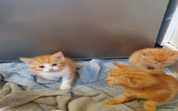 Balinese cats for sale: 6 buteful cats searching for homes. - Image 2