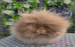 Lionhead rabbits for sale: Purebred Lionhead babies available  - Image 5