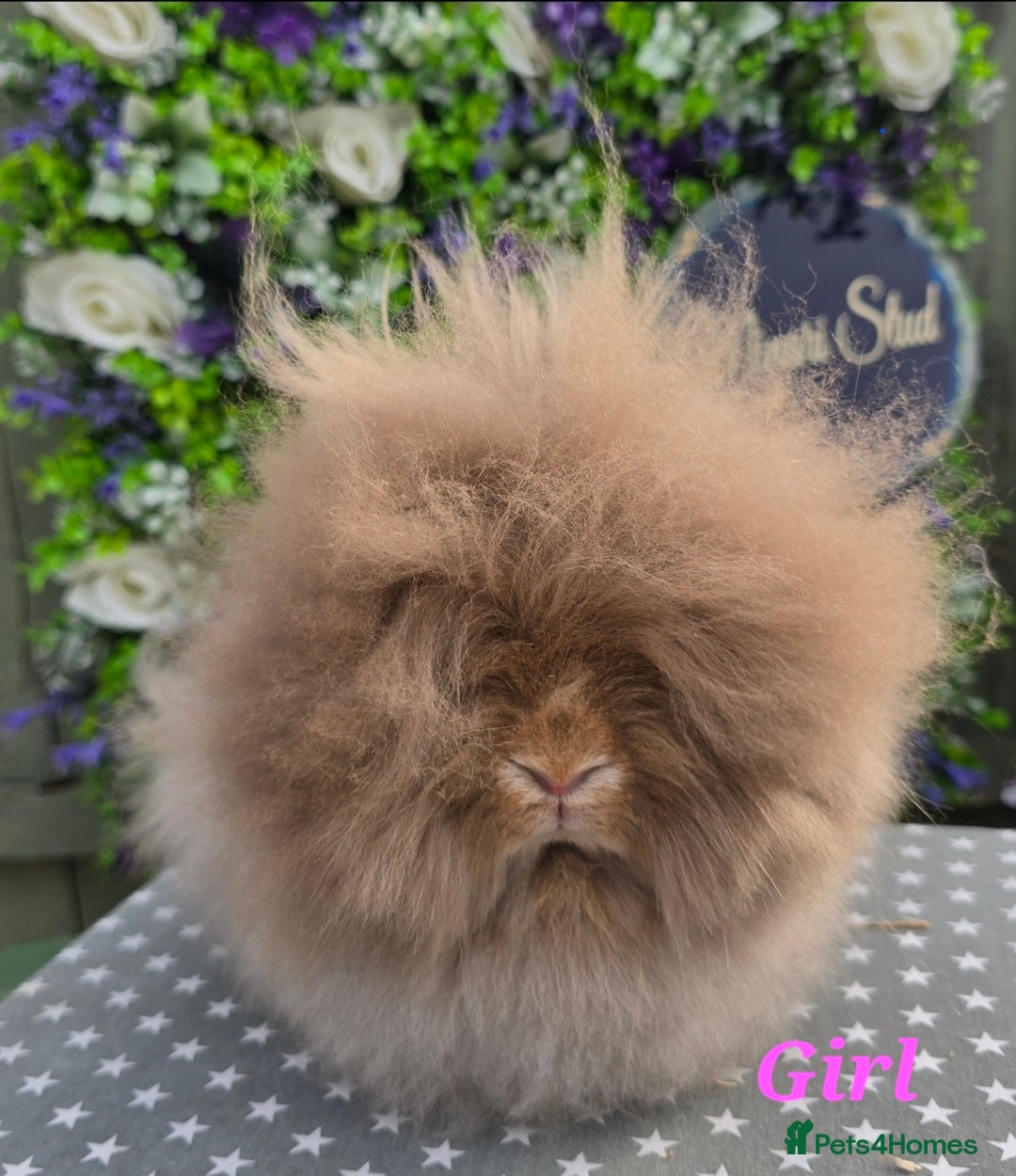 Lionhead rabbits for sale: Purebred Lionhead babies available  - Image 5