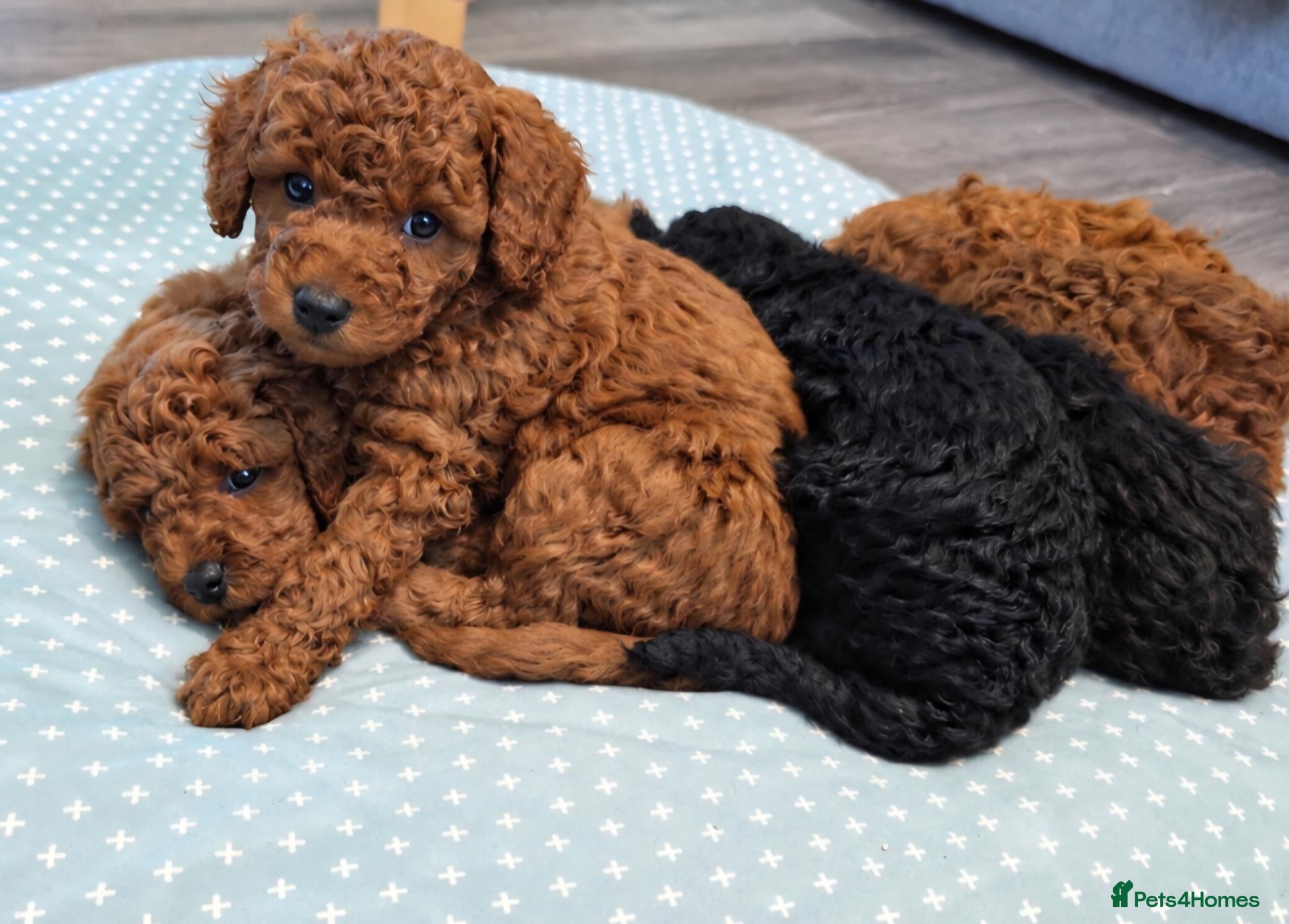 Cockapoo dogs Beautiful Teddy Face Curly Cockapoo Puppies - Advert 1