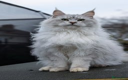 Maine Coon cats for sale: Maine coon kittens, Tica registered  - Image 38