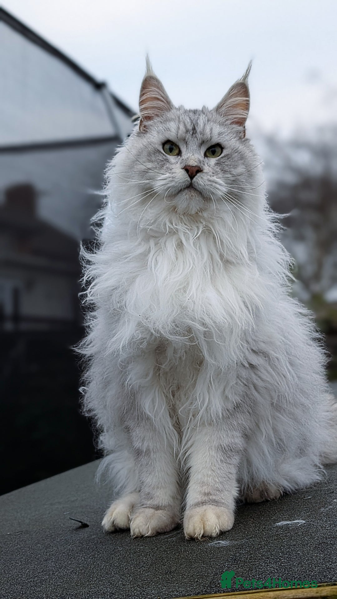 Maine Coon cats for sale: Maine coon kittens, Tica registered  - Image 38