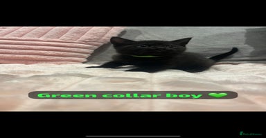 British Shorthair cats - Advert 8