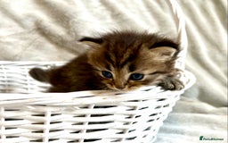 Persian cats for sale: Absolutely Stunning litter of Persian/Ragdolls - Image 25
