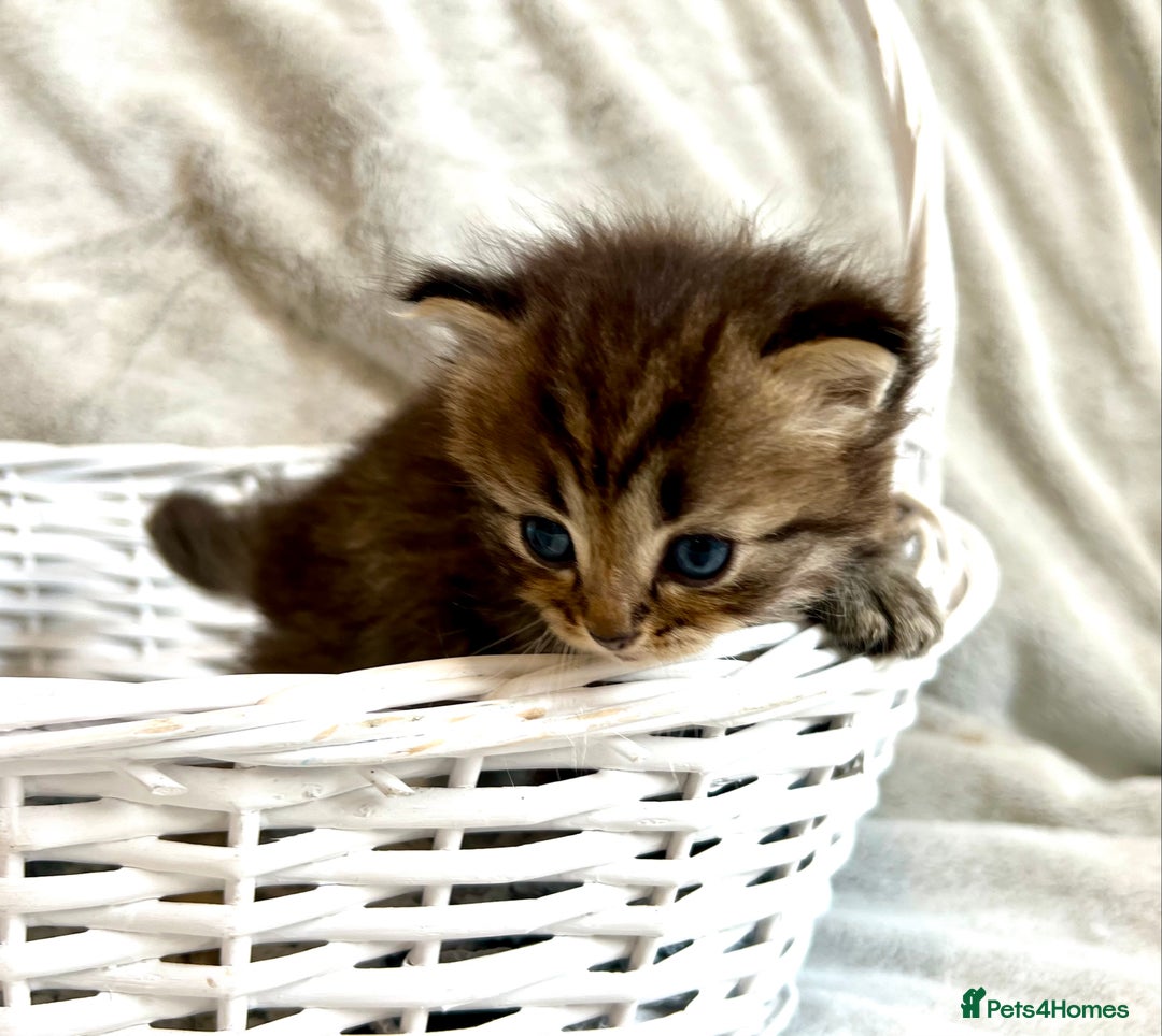 Persian cats for sale: Absolutely Stunning litter of Persian/Ragdolls - Image 25
