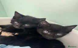 Mixed Breed cats for sale: 3 Black Male and 3 Black Female  - Image 14