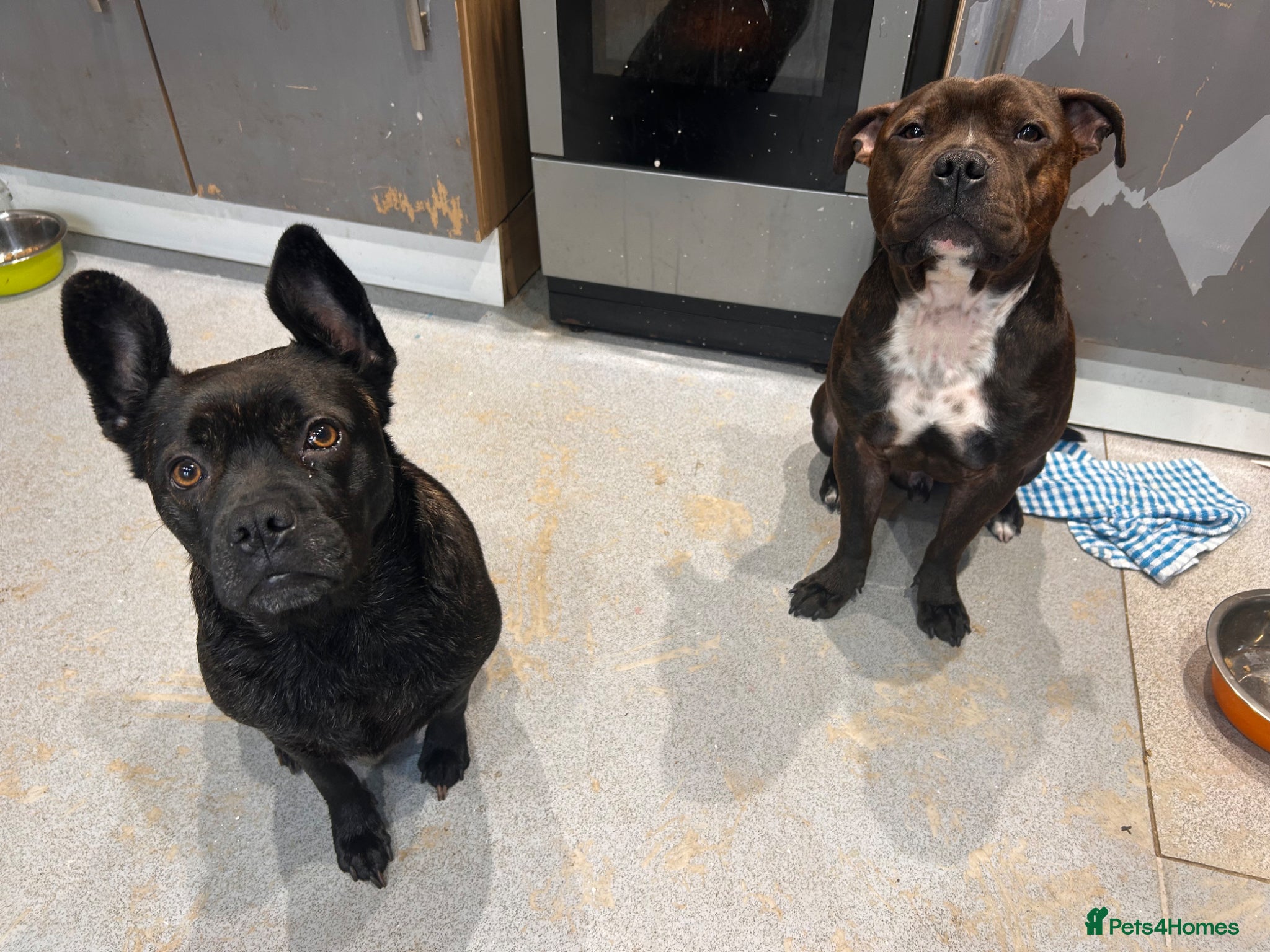 Mixed Breed dogs 5 beautiful pups FrenchieXcollie X staffie 4G, 1B - Advert 3