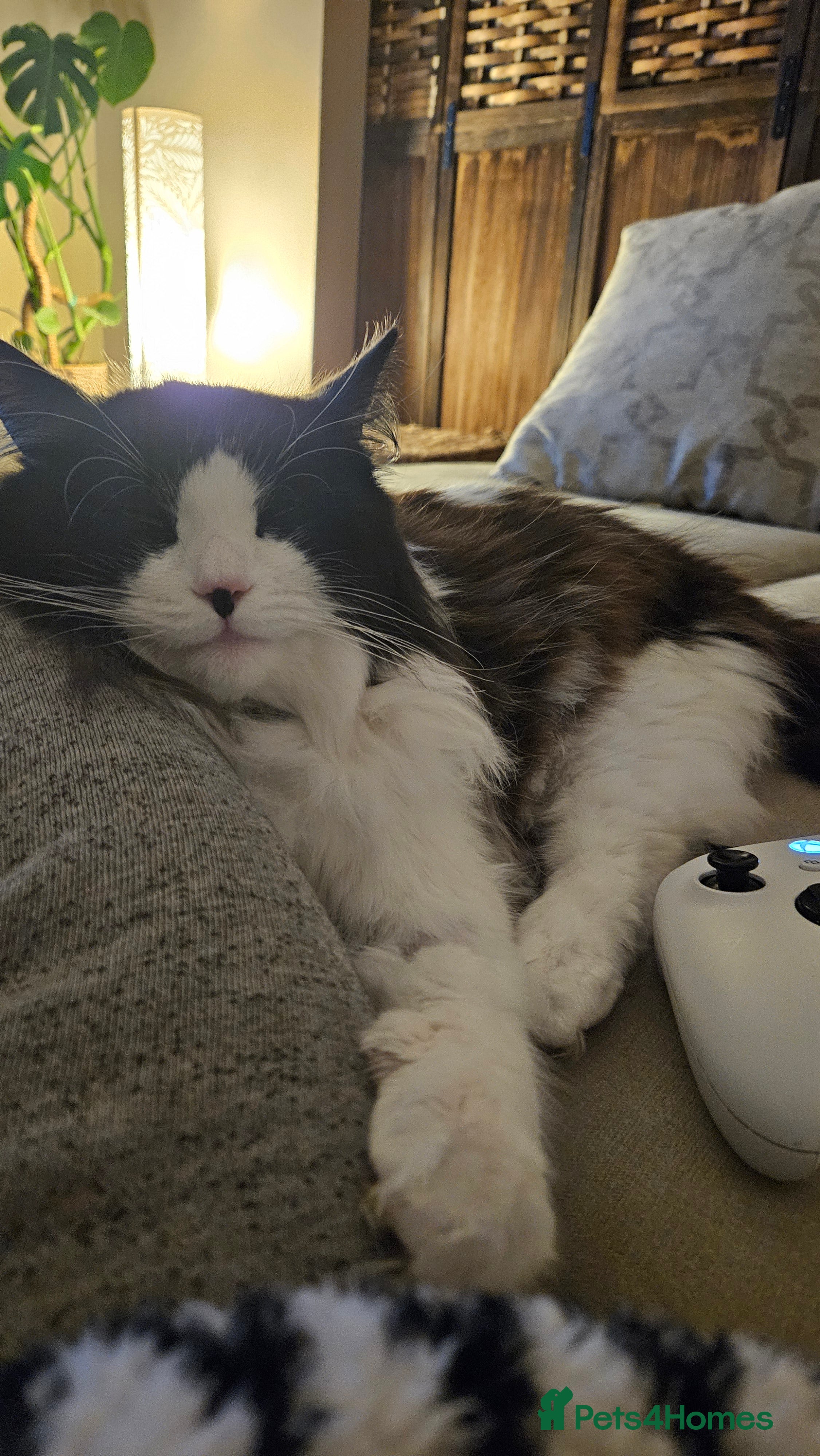 Mixed Breed birds 10 month old ragdoll cross - Advert 7