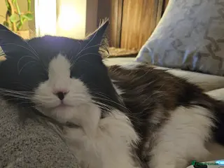 Mixed Breed birds 10 month old ragdoll cross - Advert 7