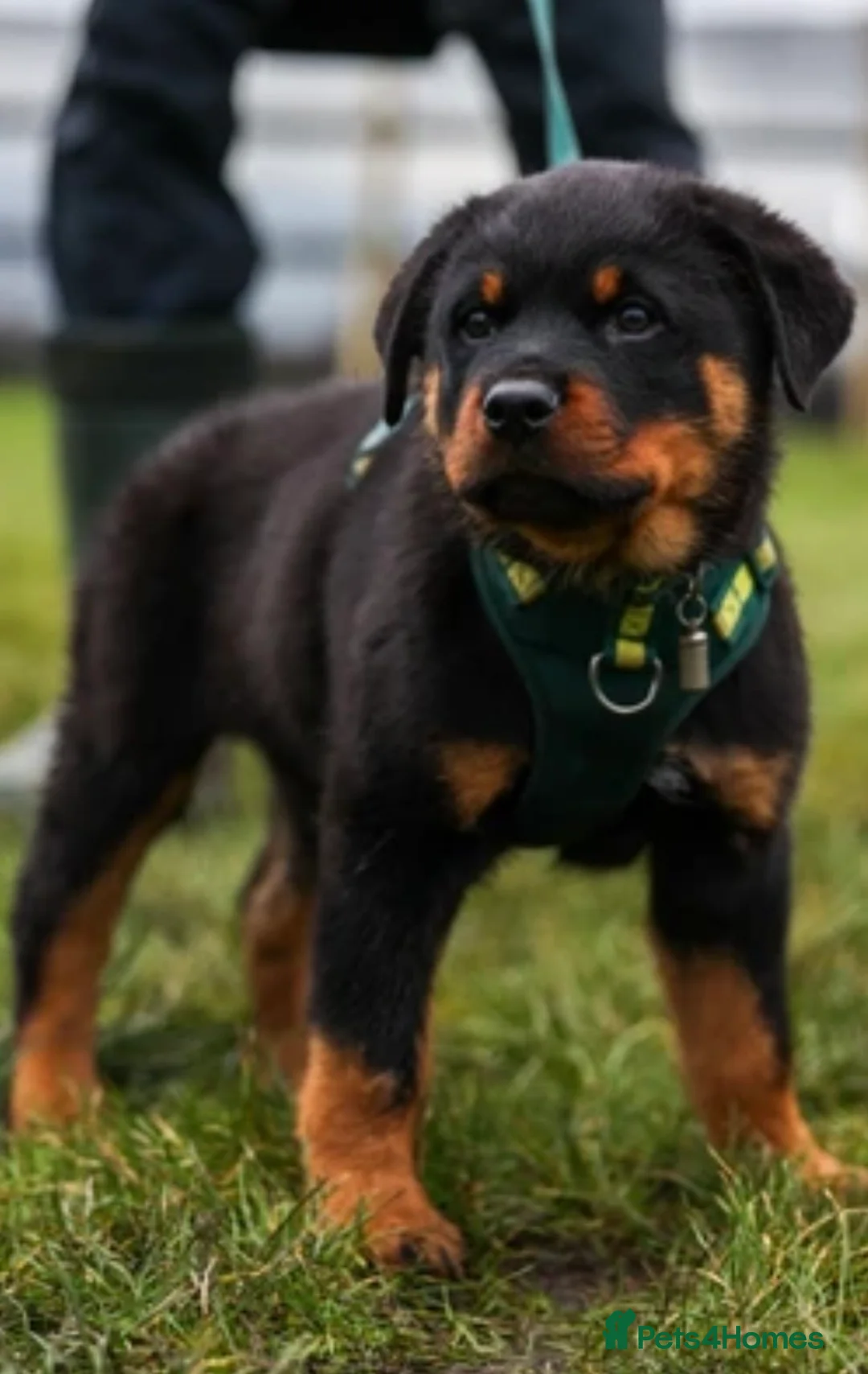 Rottweiler dogs for sale: Rottweiler Puppies - Advert 18
