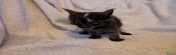 Maine Coon cats for sale: 6 Beautiful main coon kittens - Advert 21