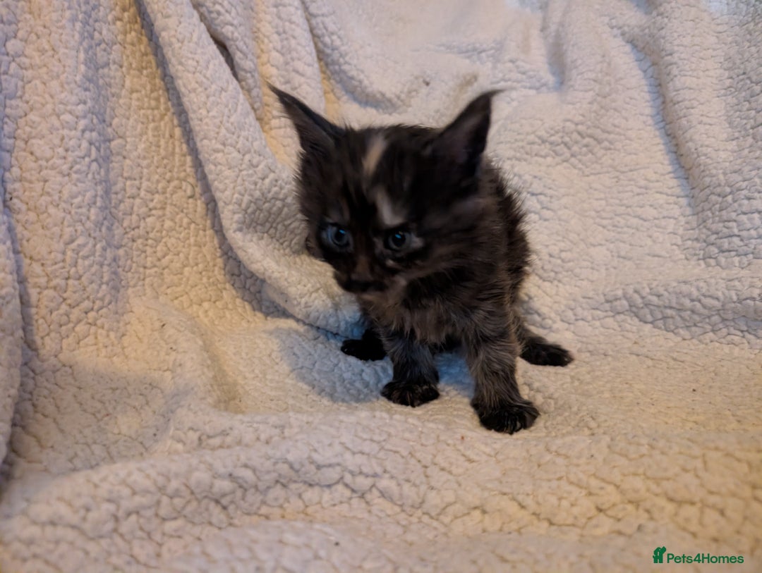 Maine Coon cats for sale: 6 Beautiful main coon kittens - Advert 21