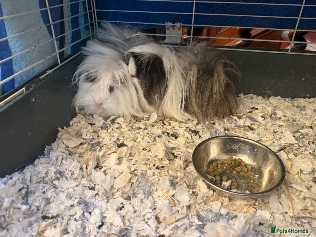 Guinea Pig rodents for sale: Long haired Peruvian Guinea Pigs - Image 6