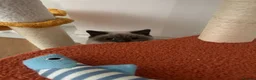 British Shorthair cats for sale: 8month Kitten Female Blue Point British Short Hair - Advert 4