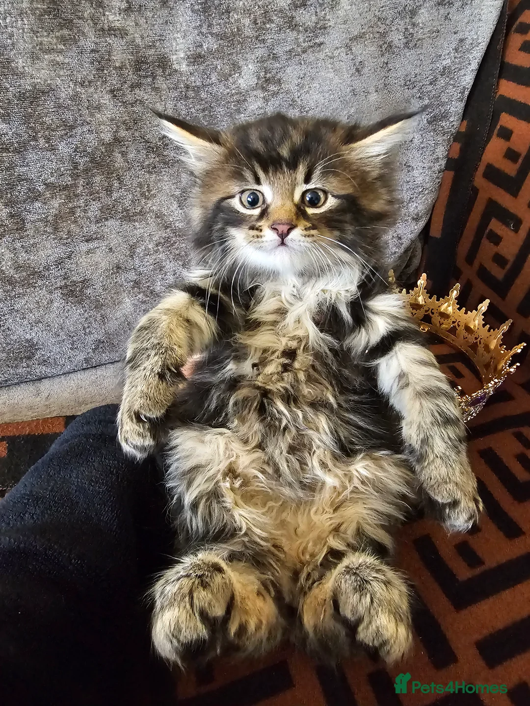 Maine Coon cats for sale:  Beautiful Siberian x Maine Coon Kittens Available - Advert 18