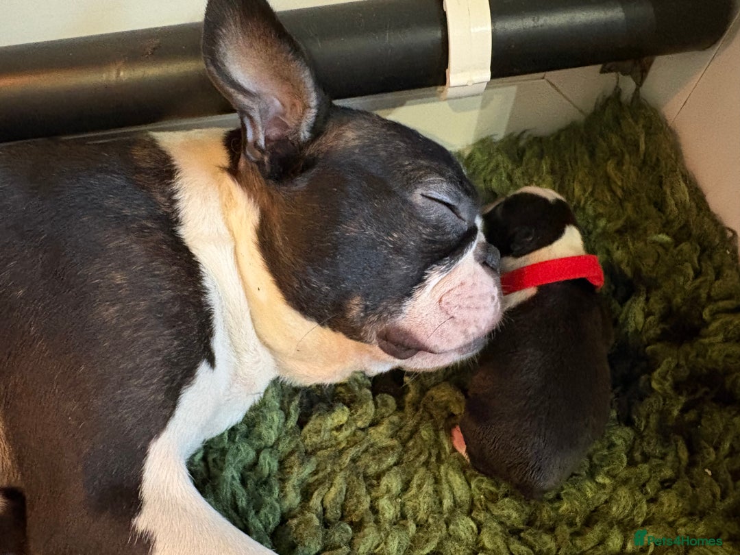 Boston Terrier dogs for sale: Stunning litter Kc reg Boston terriers  - Image 7