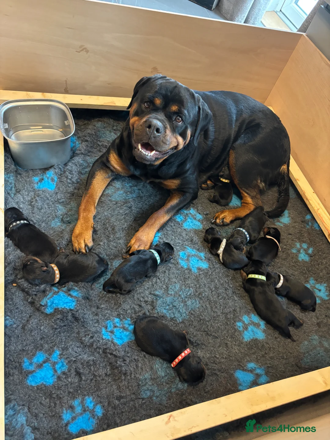 Rottweiler dogs for sale: ELITE KC REGISTERED, GERMAN ROTTWEILER PUPPIES  in Cullompton - Advert 1