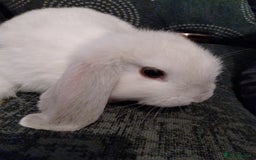 Mini Lop rabbits for sale: Beautiful Mini Lop Bunnies for sale  - Image 11