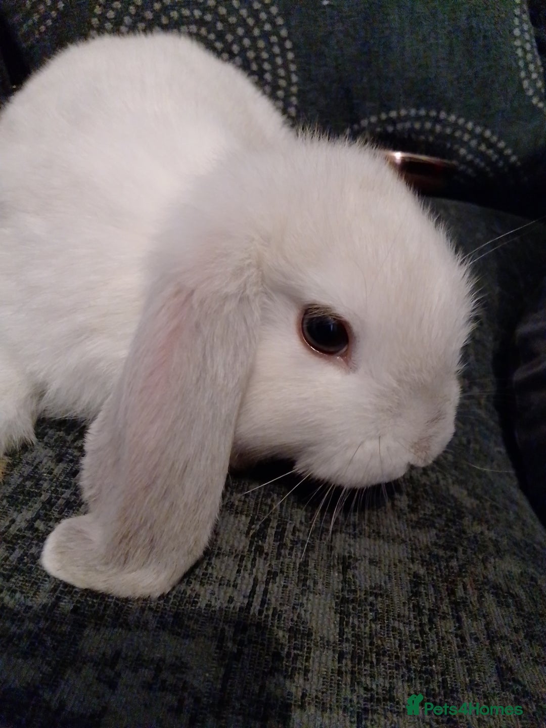Mini Lop rabbits for sale: Beautiful Mini Lop Bunnies for sale  - Image 11