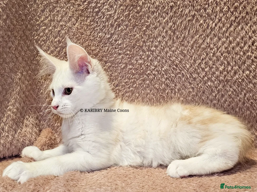 Maine Coon cats for sale: ACTIVE TICA Registered Shaded & Shaded lines - Advert 26