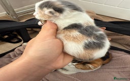 Ragdoll cats for sale: Stunning rare ragdoll cross kittens - Image 8