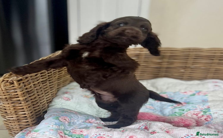 Cocker Spaniel dogs - Advert 12