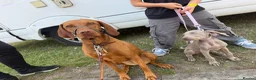 Weimaraner dogs for sale: Female Weimaraner 18 weeks old - Advert 5