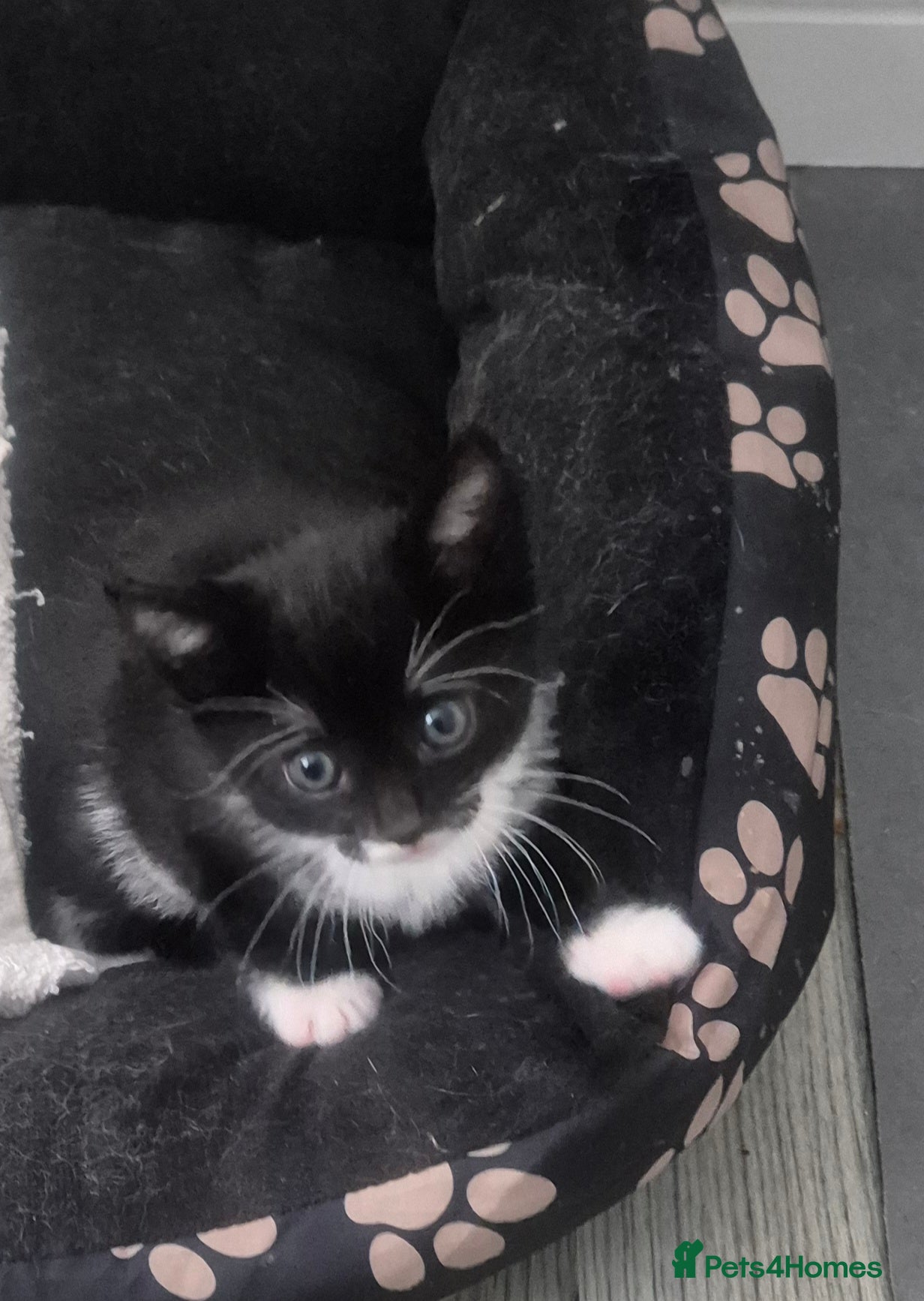 British Shorthair cats for sale: Three adorable kittens  in London - Advert 2