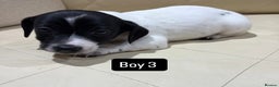 Jack Russell dogs for sale: Jack Russell - Advert 16