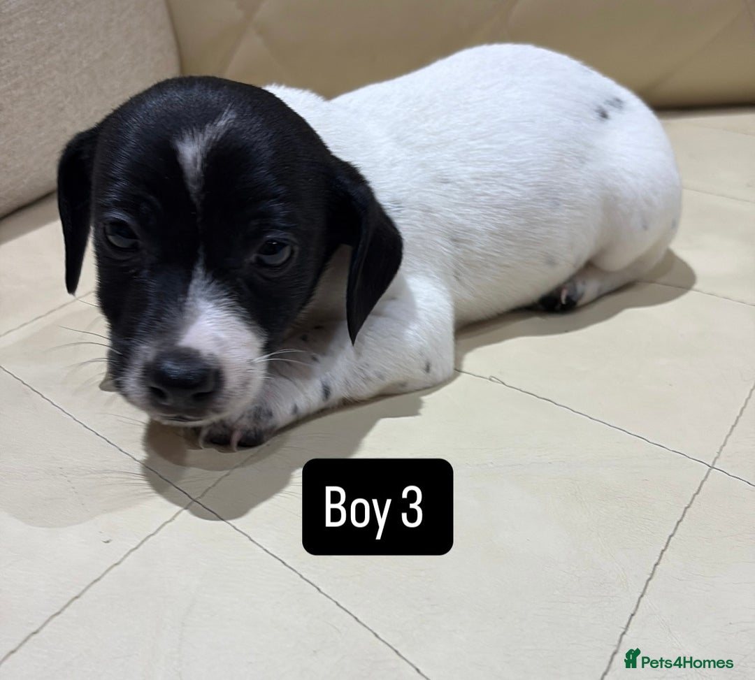 Jack Russell dogs for sale: Jack Russell - Advert 16