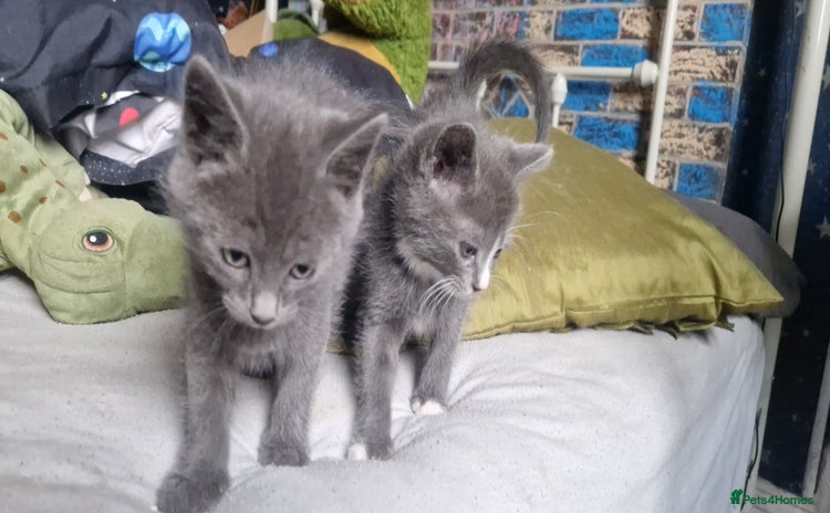 Mixed Breed cats - Advert 3