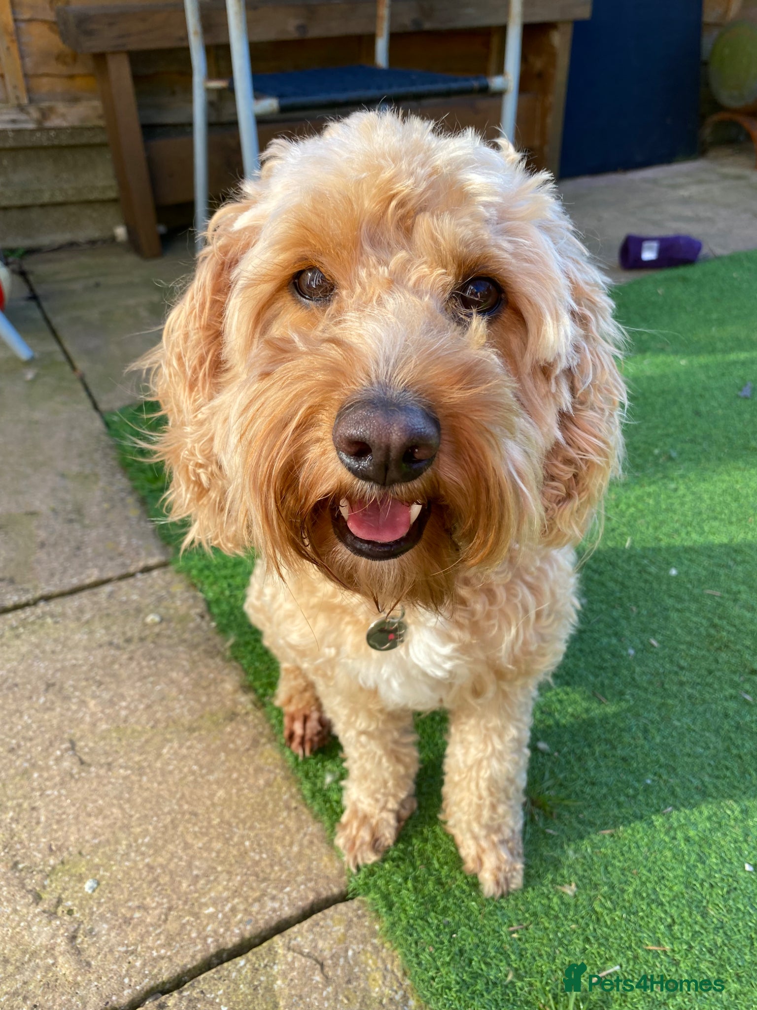 Cockapoo dogs Perfect home needed - Advert 1