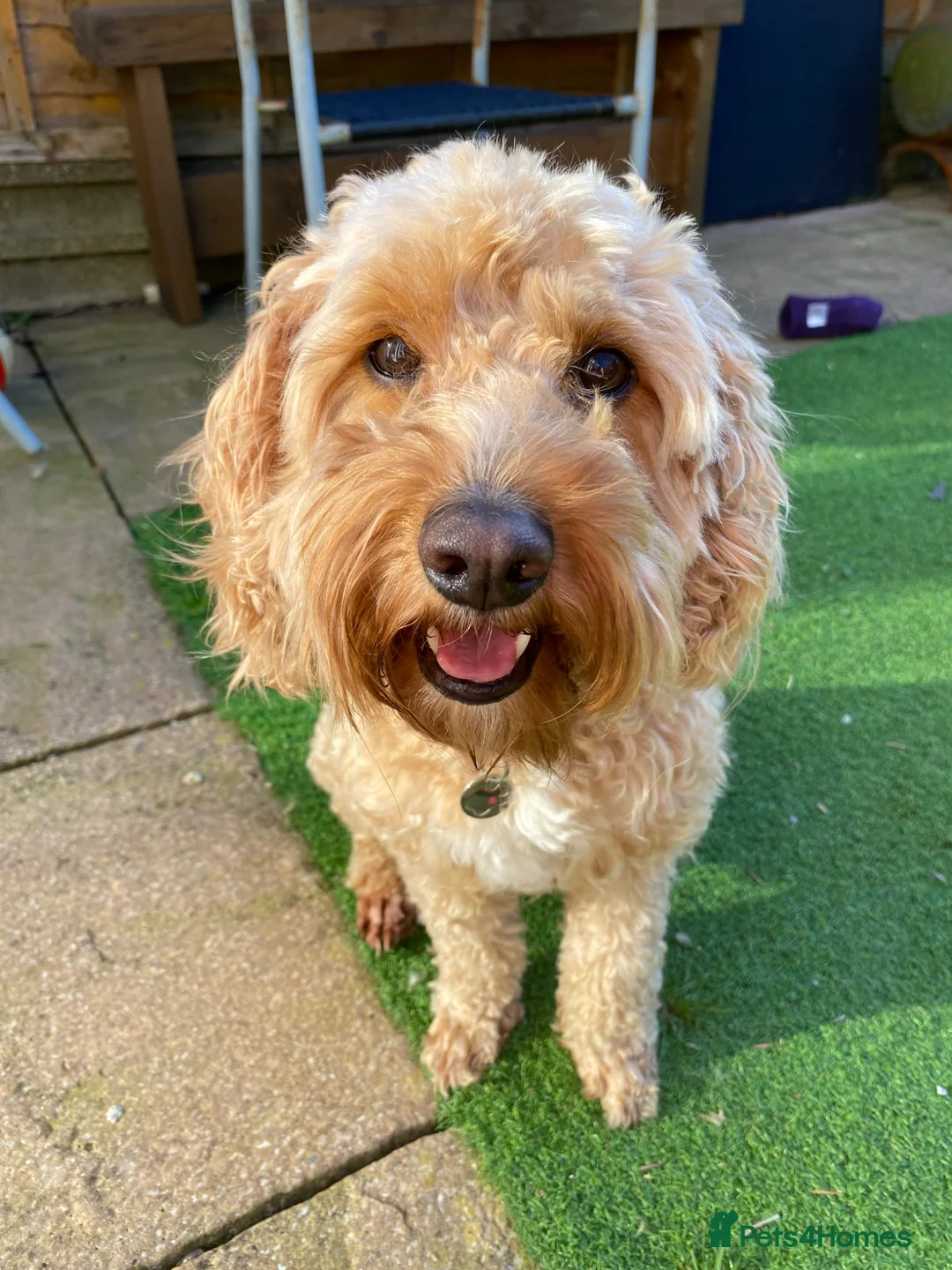 Cockapoo dogs for sale: Perfect home needed - Advert 1