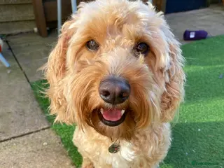 Cockapoo dogs Perfect home needed - Advert 13