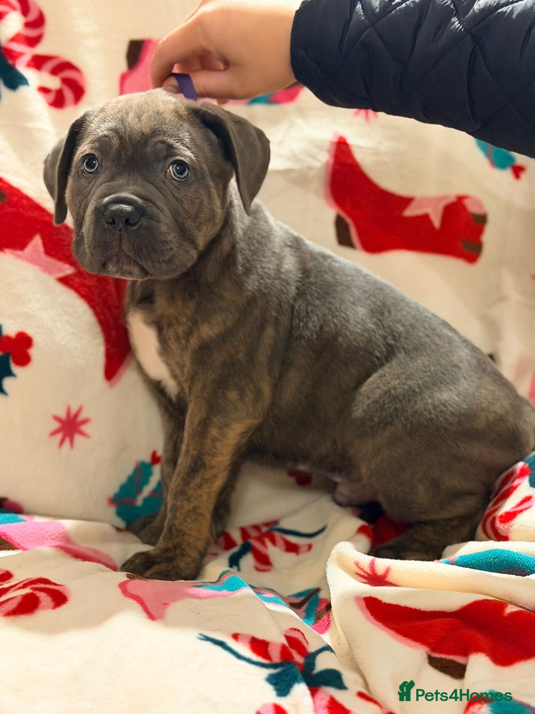 Cane Corso dogs for sale: 🐾 Stunning Cane Corso Puppies Available NOW ! 🐾 - Advert 10
