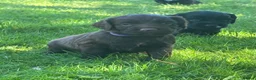 Sprocker dogs for sale: Sprocker puppies - Advert 14