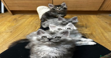 Maine Coon cats - Advert 10