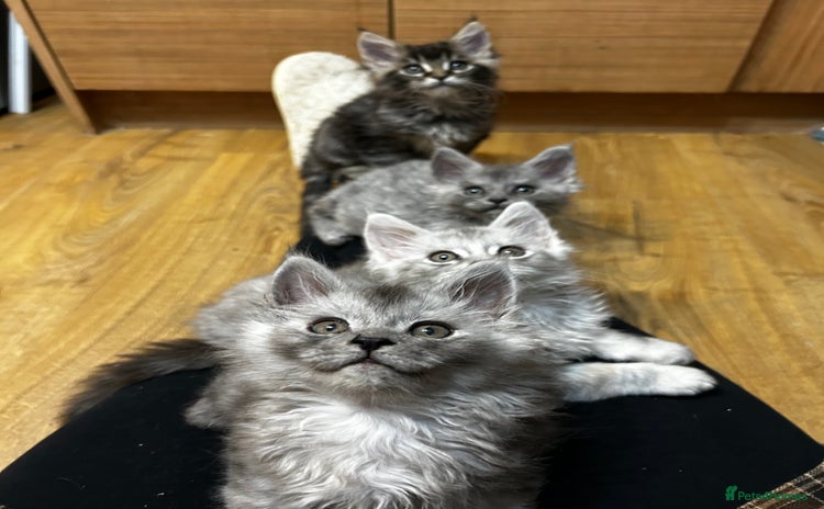 Maine Coon cats - Advert 9
