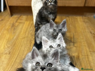 Maine Coon cats - Advert 17