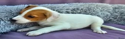 Jack Russell dogs for sale: Jack Russell puppies 🐶  - Advert 22