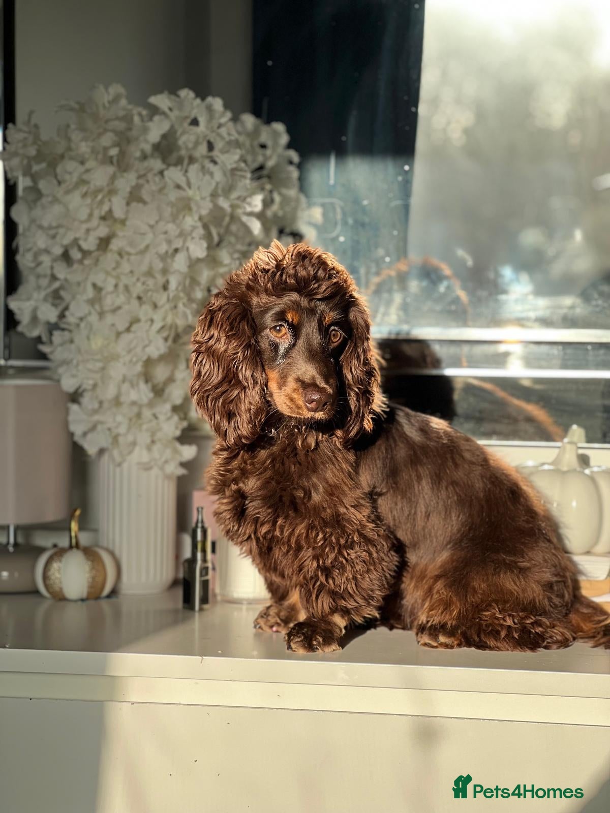 Miniature Dachshund dogs Long haired miniature dachshund puppies for sale  - Advert 1