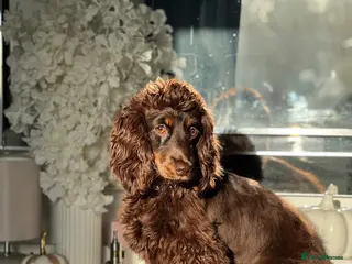 Miniature Dachshund dogs Long haired miniature dachshund puppies for sale - Advert 1