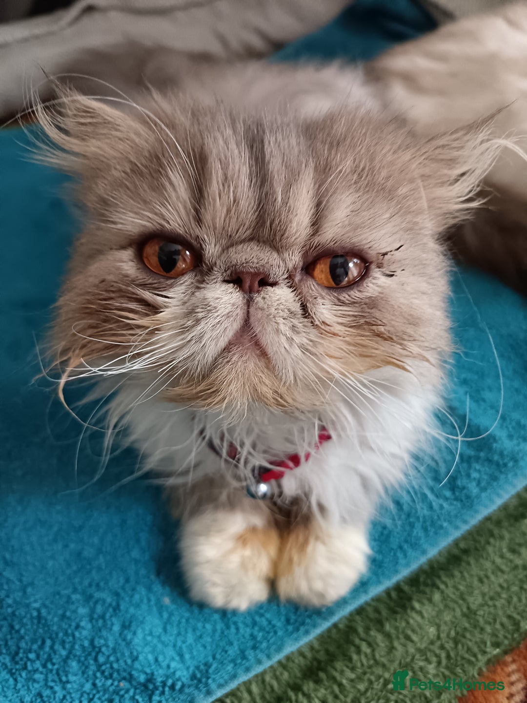Persian cats for sale: Persian Female - Image 10