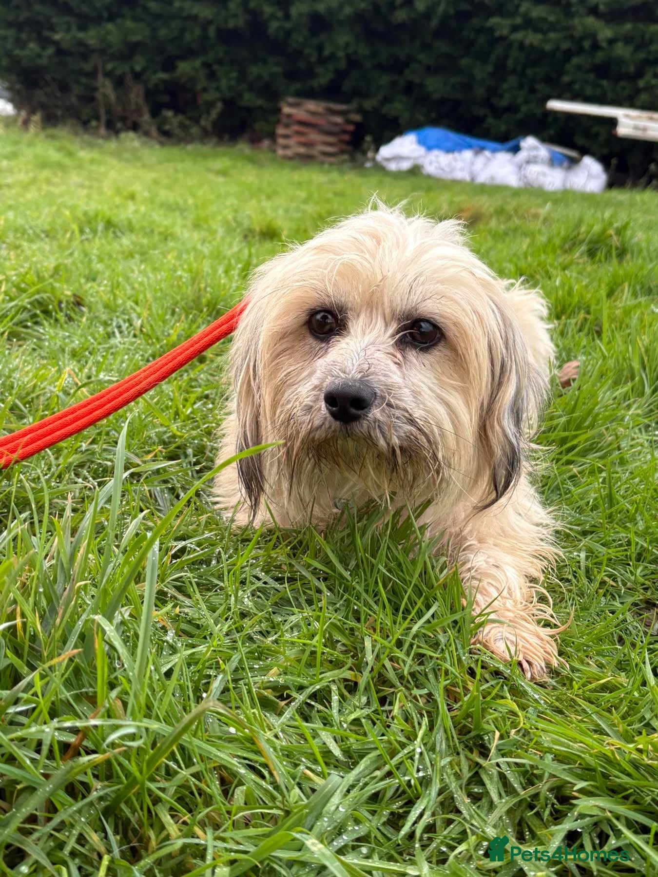 Mixed Breed dogs Alison - Norwich Norfolk  - Advert 1