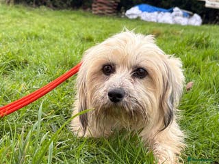 Mixed Breed dogs Alison - Norwich Norfolk - Advert 6