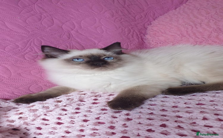 Ragdoll cats - Advert 5